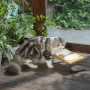 Elevated Cat Ceramic Bowls 15° Tilted Raised Food Feeding Dishes Solid Wood Water Stand Feeder Set