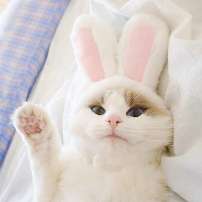 Soft Cute Costume Bunny Rabbit Hat with Ears for Cats