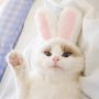 Soft Cute Costume Bunny Rabbit Hat with Ears for Cats
