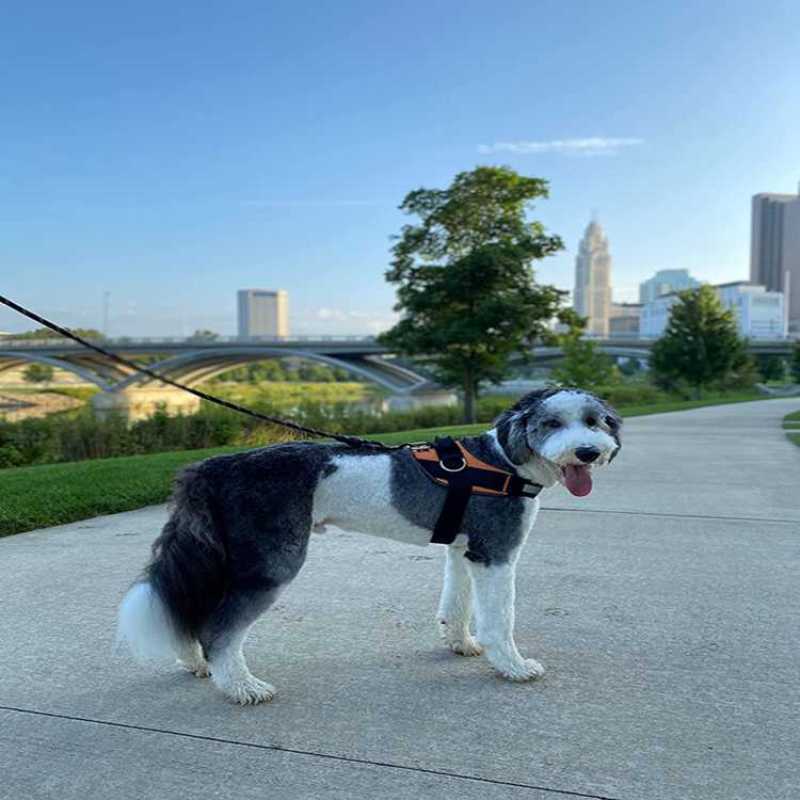 Dog Harness No-Pull Reflective Dog Vest Breathable Adjustable Pet Harness with Handle for Outdoor Walking