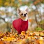 Suéter de invierno para perros, ropa para cachorros, suéter cálido de lana para gatos, abrigos para perros de cuello alto, suéter clásico de punto, Navidad, vacaciones, mascota A