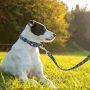 Medium and Large Dogs Printed Floral  Leashes for Cute Dog Leash