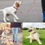 Medium and Large Dogs Printed Floral  Leashes for Cute Dog Leash
