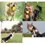 Dog Pet Rope Ball, EVA Rubber Ball on a Rope Dog Toy can Floats in Water, for Interactive Pet Chewing Training Working