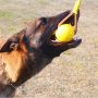 Dog Pet Rope Ball, EVA Rubber Ball on a Rope Dog Toy can Floats in Water, for Interactive Pet Chewing Training Working