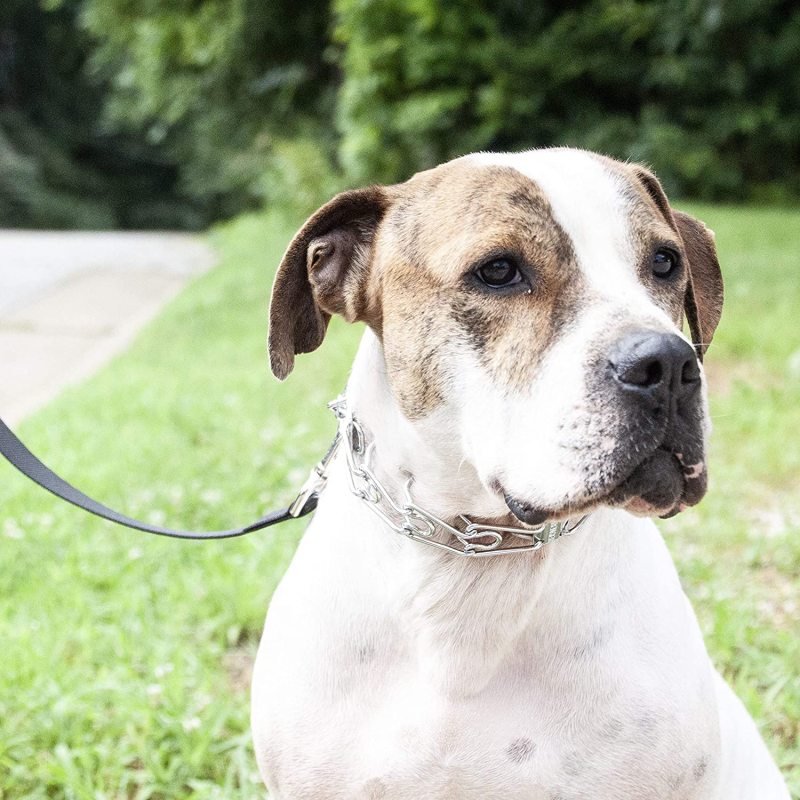 Pet Supply Imports Verchromtes Trainingshalsband mit Schnellverschluss für Hunde