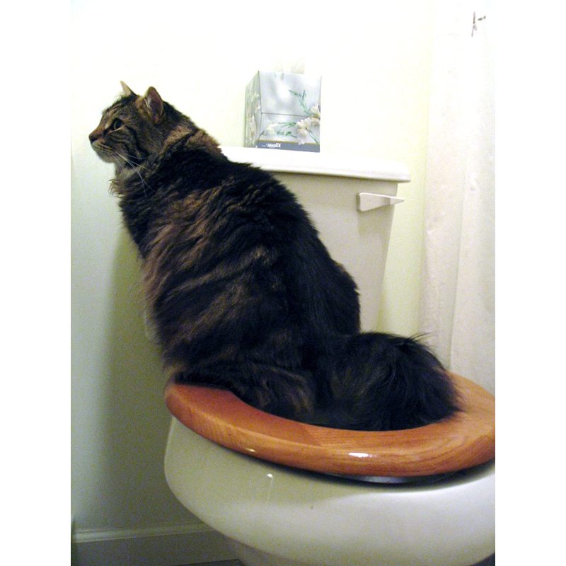 Cat Toilet Professional Trainning Tool Pet Toilet Seat Trainning Cover Urinal Seat