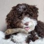 Benebone Puppy Maplestick Dog Chew Toy, Made in USA, Real Maple Wood Flavor, Small