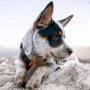 Benebone Puppy Maplestick Dog Chew Toy, Made in USA, Real Maple Wood Flavor, Small