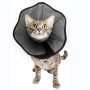 Comfort Cone Protective Pet Recovery Collar for Large Medium Small Dogs