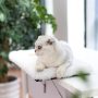 Sill Cat Perch Cat Window Hammock Shelf for Kitty Sill