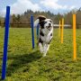 PET Dog Agility Training Equipment and Interactive Dog Jumping Practice  Agility Starter Kit
