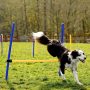 PET Dog Agility Training Equipment and Interactive Dog Jumping Practice  Agility Starter Kit