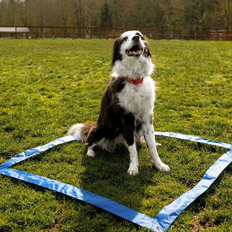 PET Dog Agility Training Equipment and Interactive Dog Jumping Practice  Agility Starter Kit