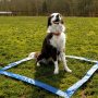 PET Dog Agility Training Equipment and Interactive Dog Jumping Practice  Agility Starter Kit
