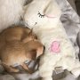 Heartbeat Replacement Soother Heartbeat Simulator for Puppy Sleep Aid Calming Plush Toys