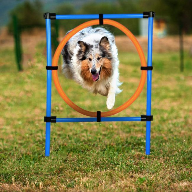 Dog Agility Course Equipments, Obstacle Agility Training Starter Kit for Doggie, Pet Outdoor Games