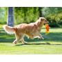 Squeaky Plush Dog Toys Durable Rubber Treat Dispensing Dog Chew Toy with Squeaker Puppy Teething Toys for Boredom Playing