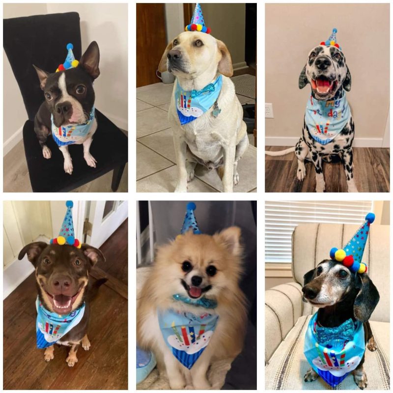 Wholesale Birthday For Dog Bandana Scarf And Dog Hat With Dog Bow Tie For Pet