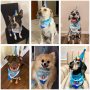 Wholesale Birthday For Dog Bandana Scarf And Dog Hat With Dog Bow Tie For Pet