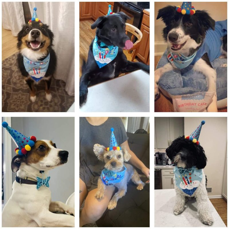 Wholesale Birthday For Dog Bandana Scarf And Dog Hat With Dog Bow Tie For Pet