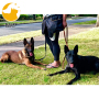 Dog pet Training Utility Belt kilt training skirt with large pockets zip pocket dog treat pouch holder
