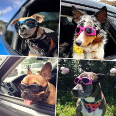 Windproof Motorcycle Dog Glasses Medium UV Protection Protection Adjustable Bulldog Sunglasses