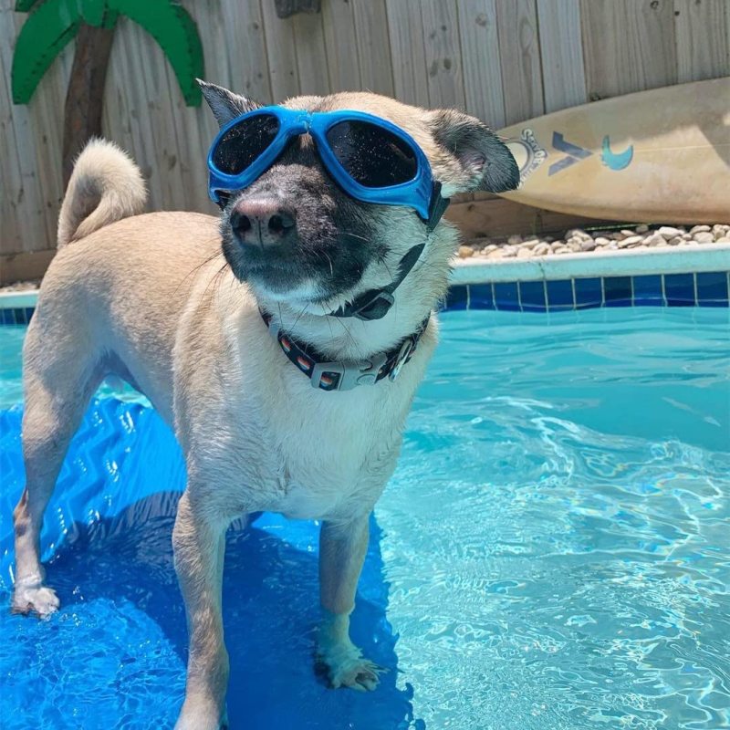 Windproof Motorcycle Dog Glasses Medium UV Protection Protection Adjustable Bulldog Sunglasses