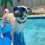 Windproof Motorcycle Dog Glasses Medium UV Protection Protection Adjustable Bulldog Sunglasses