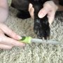Stainless Steel Dog Nail File