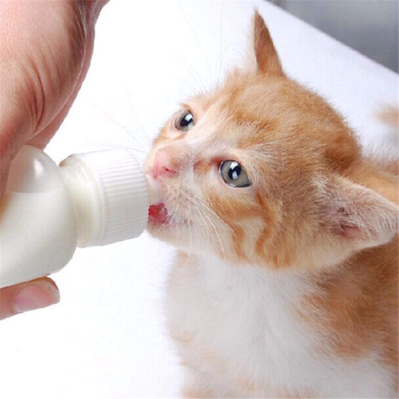 DoubleWood Pet Nursing Bottle Kits Nursing Bottle Kits Replacement Nipple Cat Feeding Bottle for Newborn Kittens, Puppies