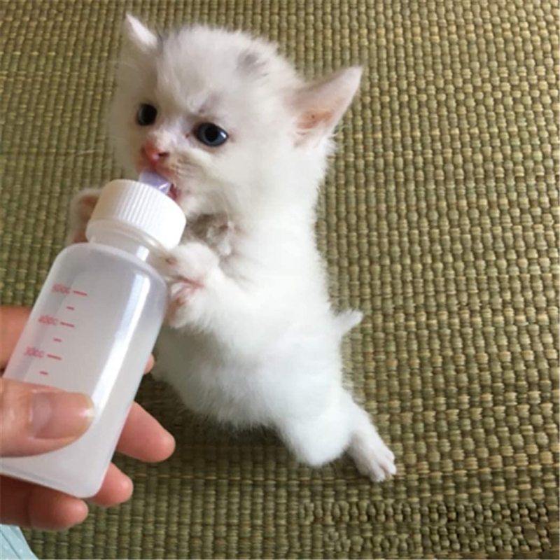 DoubleWood Pet Nursing Bottle Kits Nursing Bottle Kits Replacement Nipple Cat Feeding Bottle for Newborn Kittens, Puppies