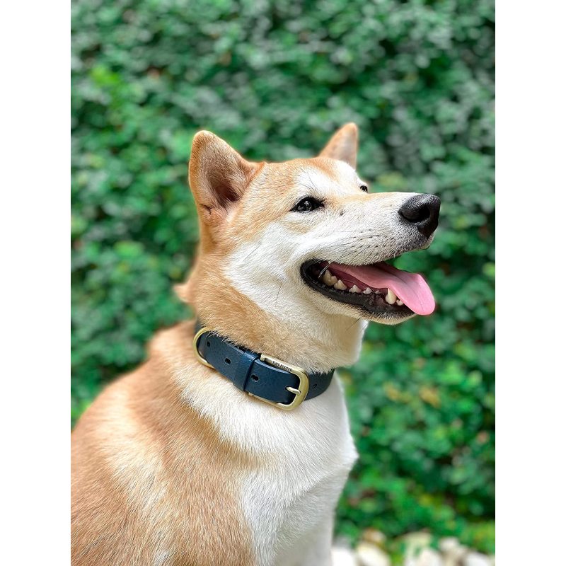 Heavy Duty Dog Collar 100% Waterproof & Odor Proof Dog Collar Tough Rust-Proof All Metal Hardware