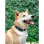 Heavy Duty Dog Collar 100% Waterproof & Odor Proof Dog Collar Tough Rust-Proof All Metal Hardware