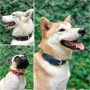 Heavy Duty Dog Collar 100% Waterproof & Odor Proof Dog Collar Tough Rust-Proof All Metal Hardware