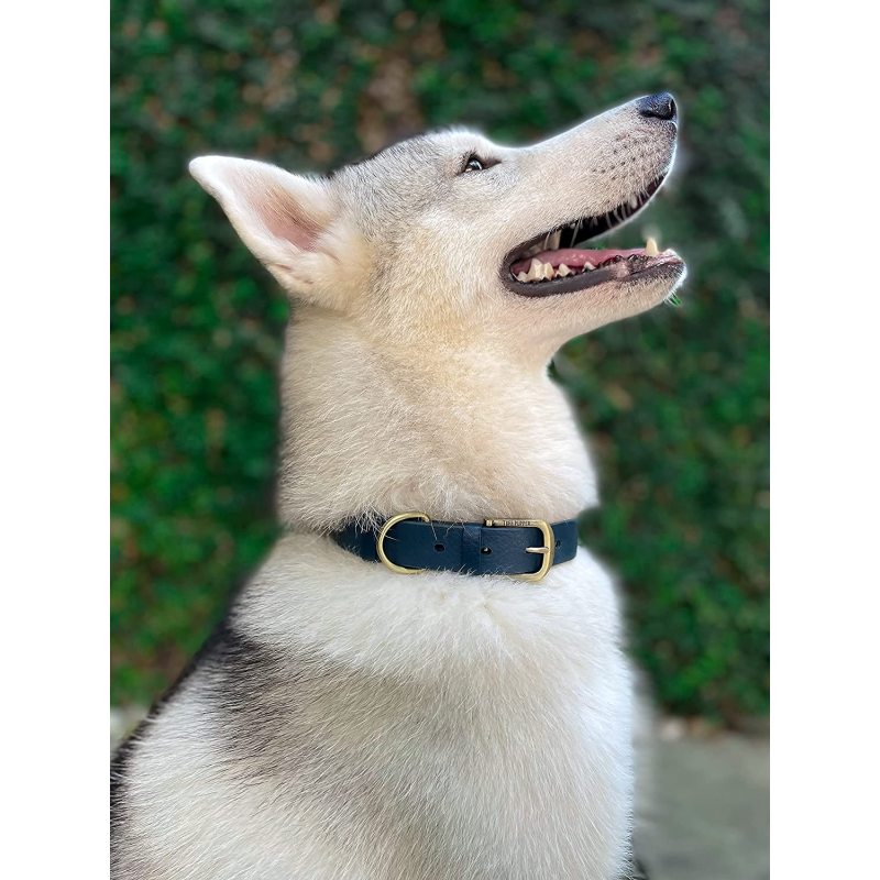 Heavy Duty Dog Collar 100% Waterproof & Odor Proof Dog Collar Tough Rust-Proof All Metal Hardware