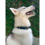 Heavy Duty Dog Collar 100% Waterproof & Odor Proof Dog Collar Tough Rust-Proof All Metal Hardware