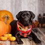 Thanksgiving Pet Bandanas Maple Leaf Dog Bandana Bibs Fall Dog Kerchief Scarf for Dogs Cats Holiday Costume