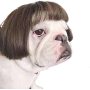 Funny Dog Cat Cosplay Wig Pet Decoration For Halloween, Christmas, Parties, Festivals