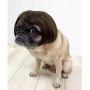 Funny Dog Cat Cosplay Wig Pet Decoration For Halloween, Christmas, Parties, Festivals