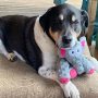 Dog Toys Squeaky Plush Dog Toy for Puppy Small Medium Dogs Soft Stuffed Puppy Toys for Teeth Cleaning and Boredom