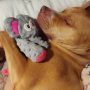 Dog Toys Squeaky Plush Dog Toy for Puppy Small Medium Dogs Soft Stuffed Puppy Toys for Teeth Cleaning and Boredom