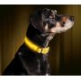 OEM LED Dog Collar Water Resistant Reflective Super Bright Flashing Nylon USB Rechargeable Safety Pet Collar