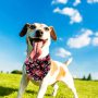 Dogs Bandanas Bulk Pet Summer Bandanas Pack Cat Kerchief Washable Triangle Bibs Head Scarves Scarfs Random Patterns for Boys an