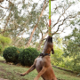 Outdoor Hanging Bungee Dog Tug Toy Rope Retractable Interactive Dog Toy