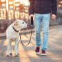 Heavy Duty Puppy Retractable Dog Leash Nylon Tape for Small Medium Dog