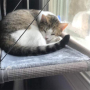 Indoor Luxury Cat Window Perch Window Seat Cat Bed Space Saving Window Mounted Cat Hammock for Large Pets Premium Set