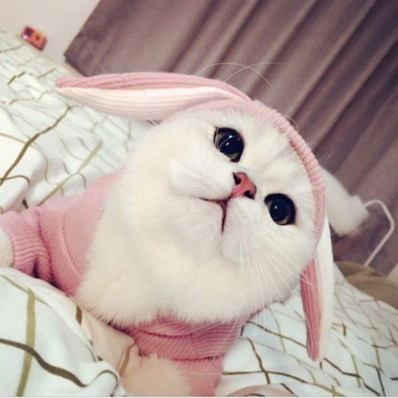 Pet Hoodie Cat Rabbit Outfit with Bunny Ears Cute Sweatshirt Spring and Autumn Puppy Knitted Sweater Kitty Soft Knitwear