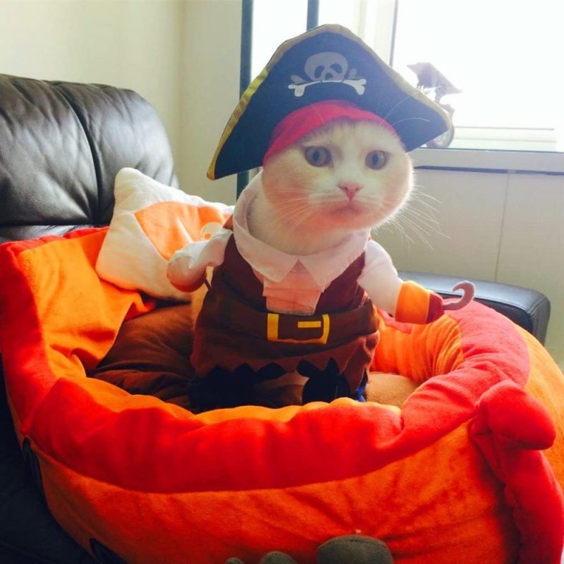 Cartoon Funny Pet Clothes Disguise Pirate Dog Cat Costume Suit Corsair For Party Use In Summer