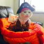 Cartoon Funny Pet Clothes Disguise Pirate Dog Cat Costume Suit Corsair For Party Use In Summer